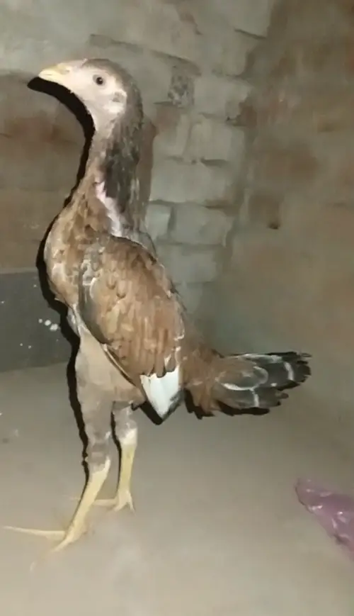 aseel Kamalia phata — photo 2