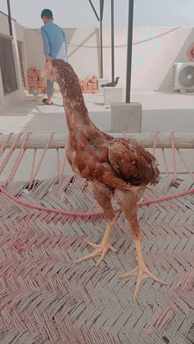 urgent sale mian wali aseel pair