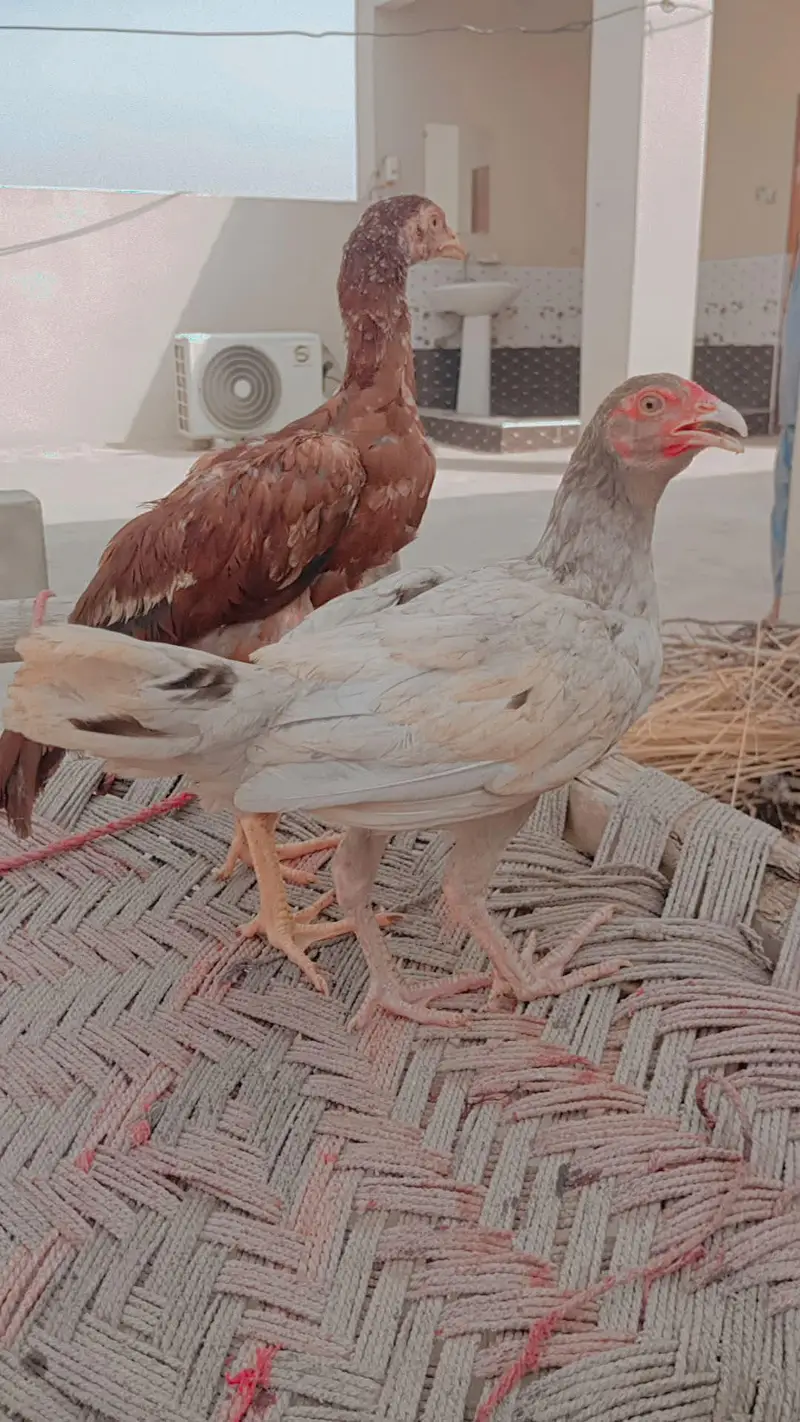 urgent sale mian wali aseel pair — photo 2