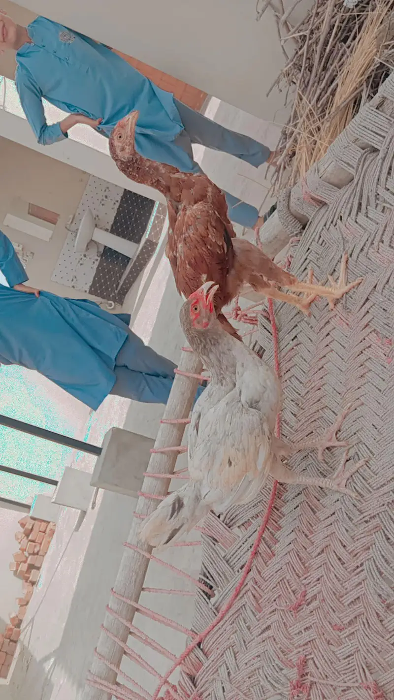urgent sale mian wali aseel pair — photo 3