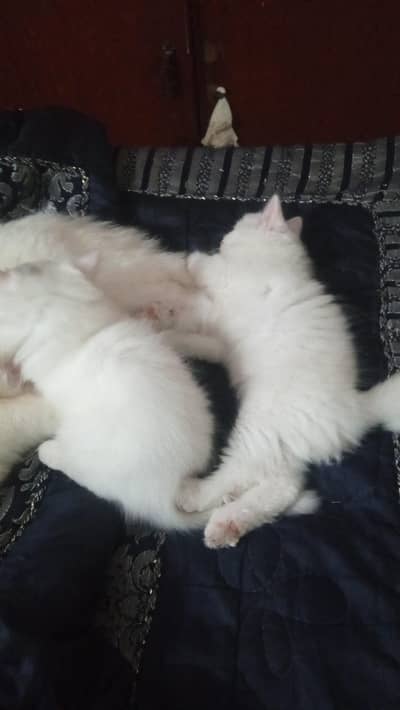 iPersian kittens | Cat Doll face | Punch face | Cat for sale