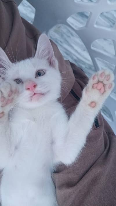 Cute kitten for sale