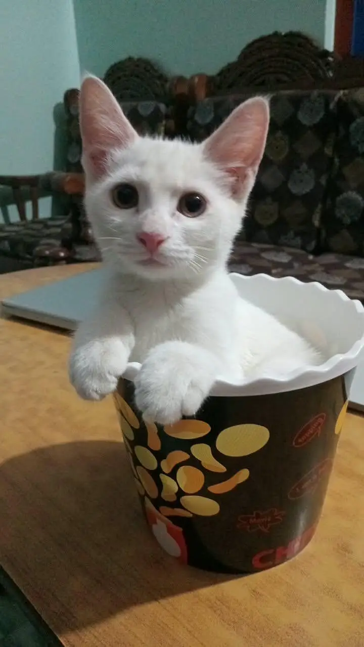 Cute kitten for sale — photo 5