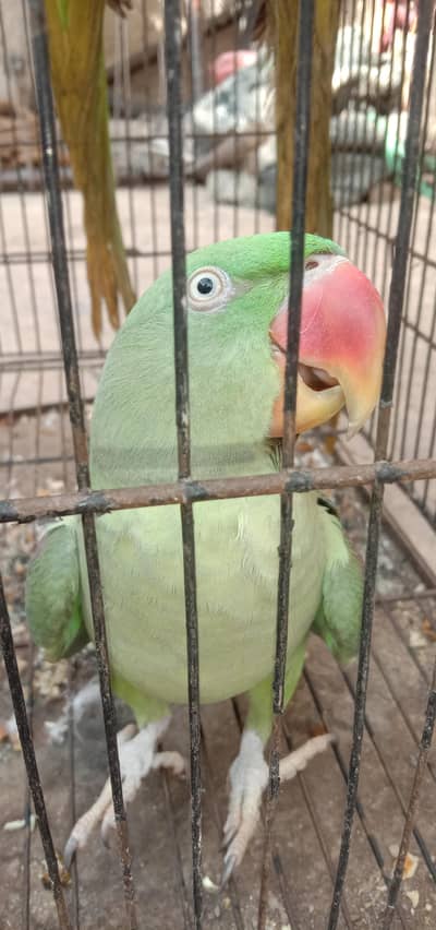 parrot raw