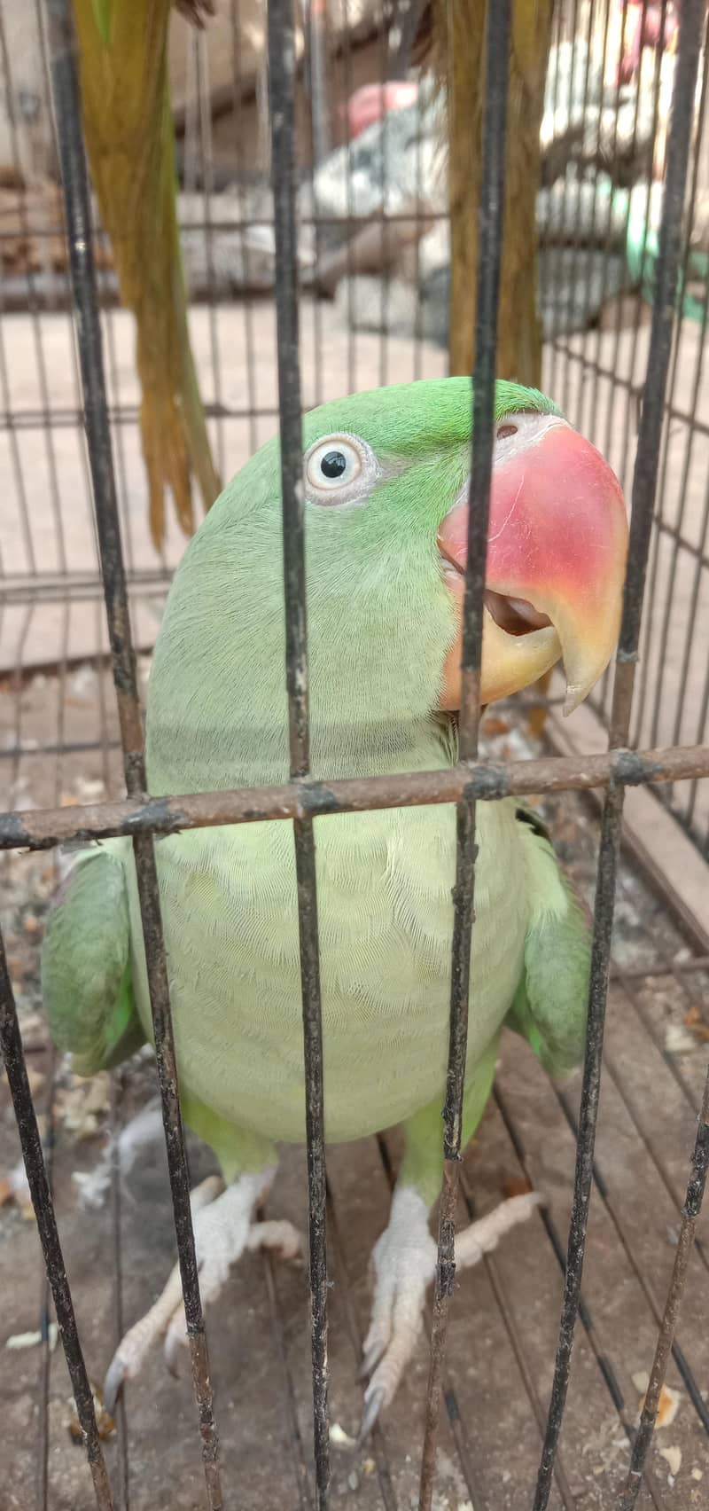 parrot raw 0
