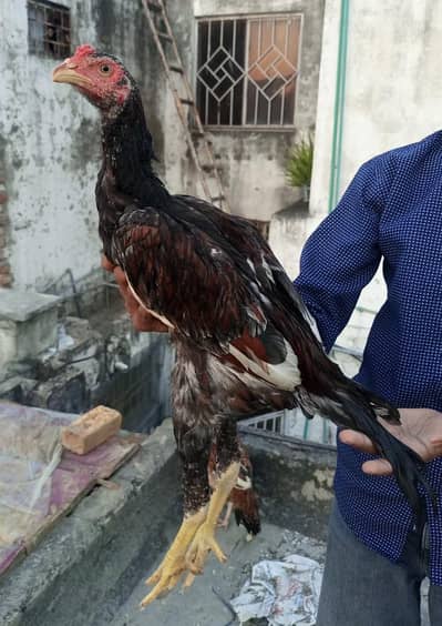 Shamo aseel high quality