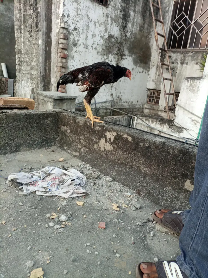 Shamo aseel high quality — photo 2