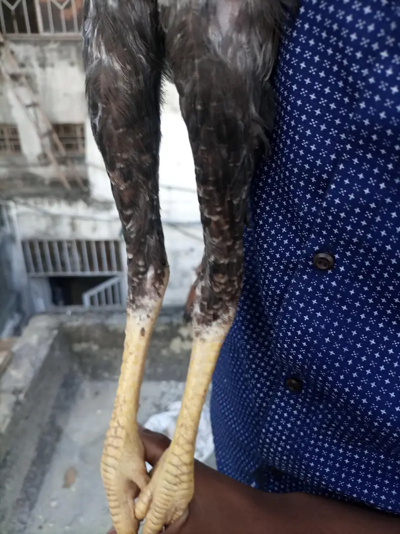 Shamo aseel high quality — photo 3