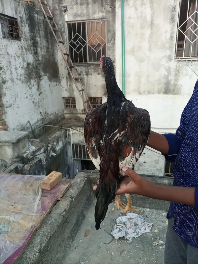 Shamo aseel high quality — photo 5