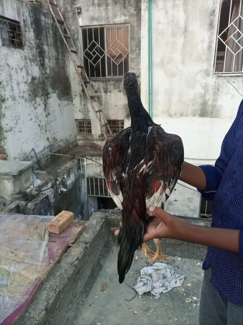 Shamo aseel high quality — photo 6