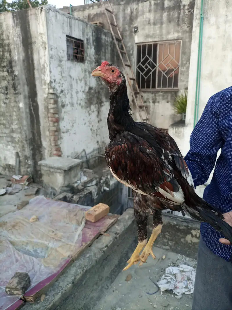 Shamo aseel high quality — photo 7