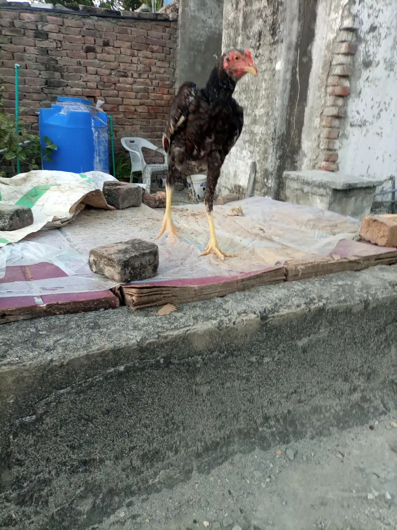 Shamo aseel high quality — photo 8