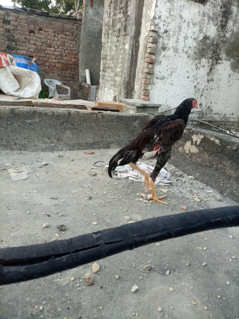 Shamo aseel high quality — photo 9