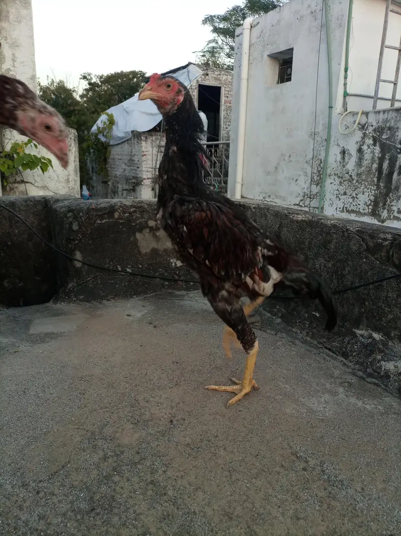 Shamo aseel high quality — photo 10