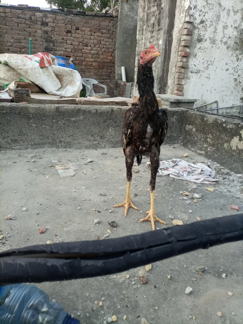Shamo aseel high quality — photo 11