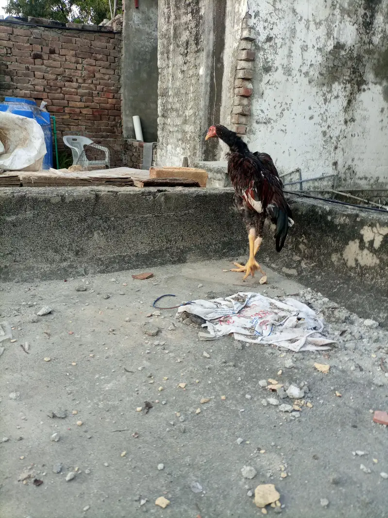 Shamo aseel high quality — photo 12