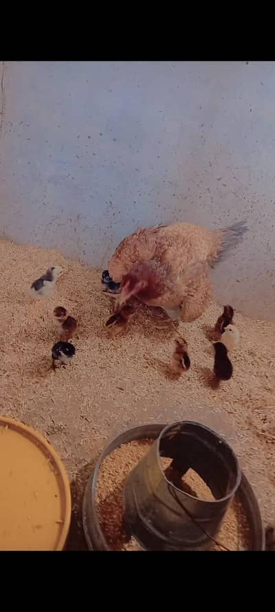 Aseel Chick's For Sale Urgent