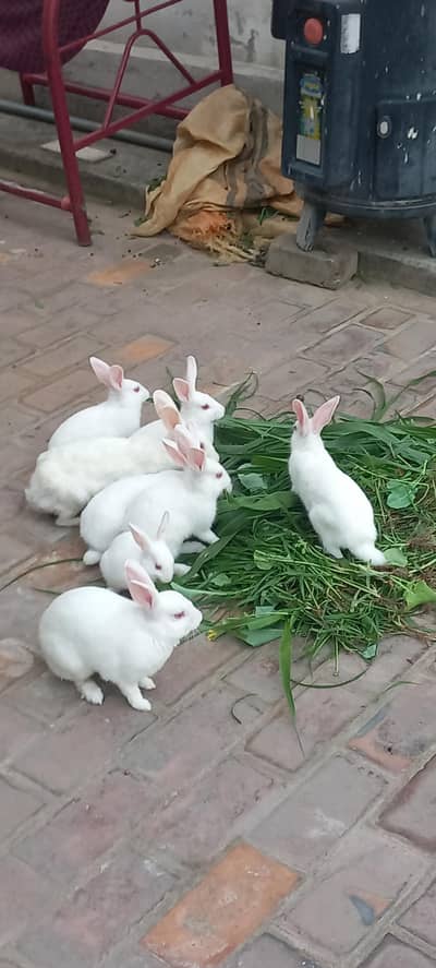 Rabits