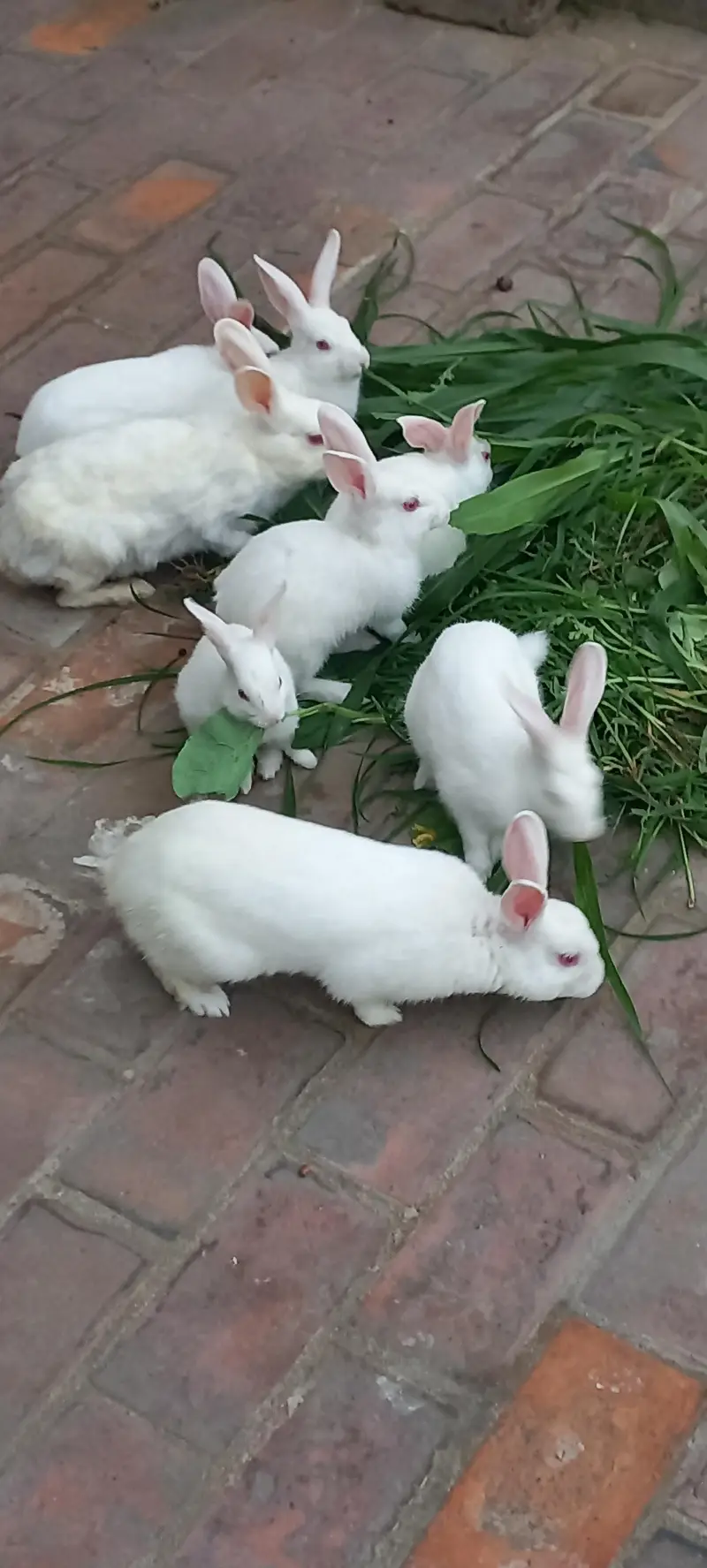 Rabits — photo 2