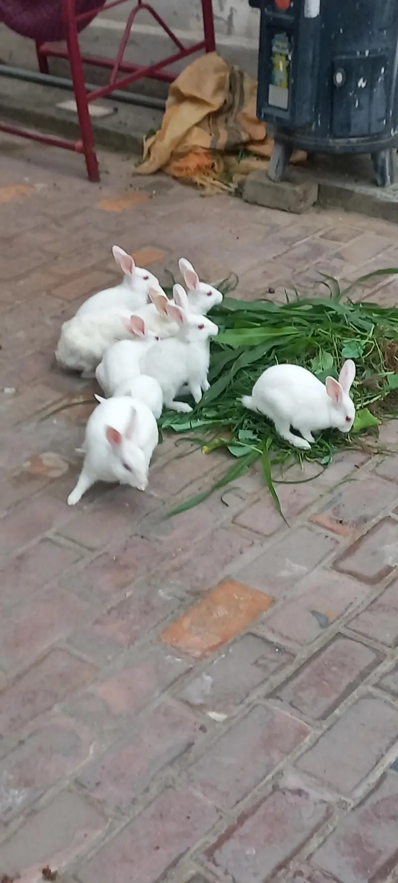 Rabits — photo 3