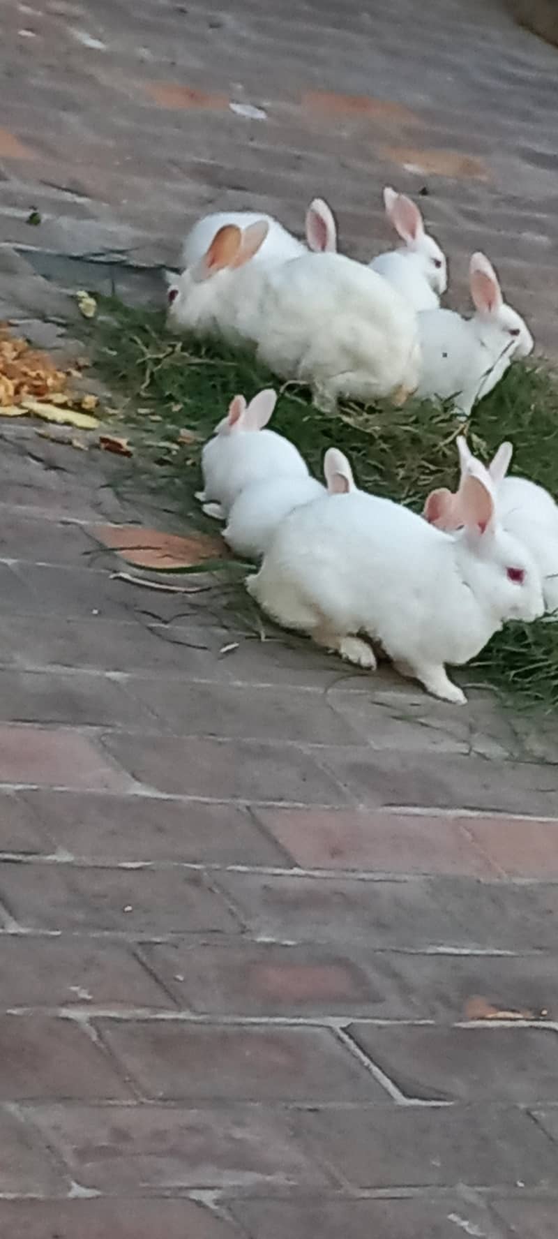Rabits 3