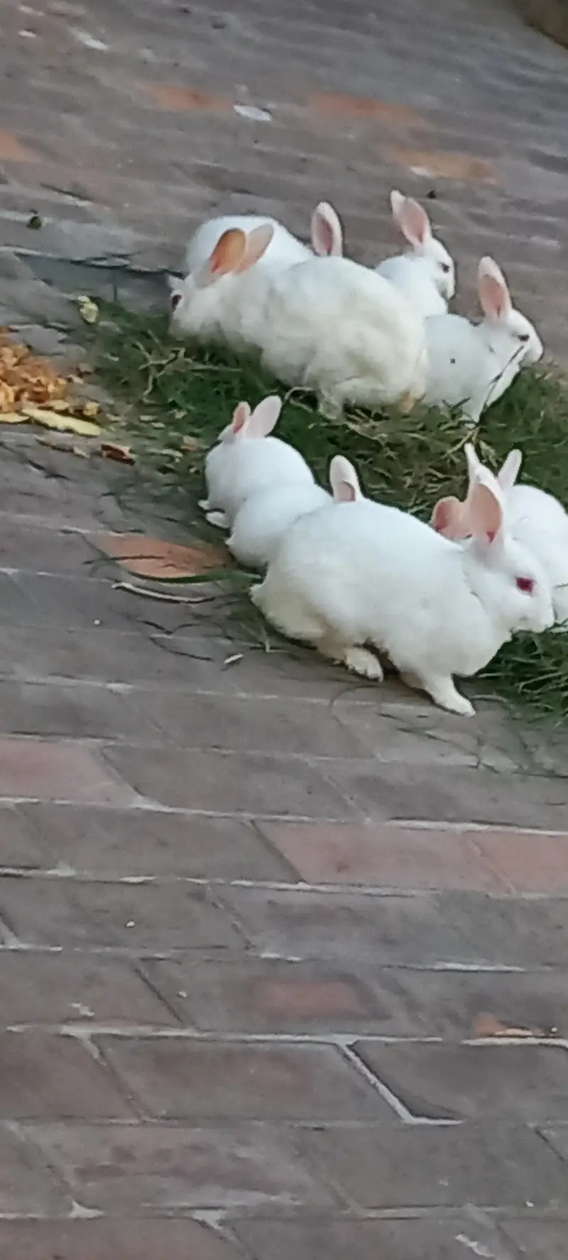 Rabits — photo 4