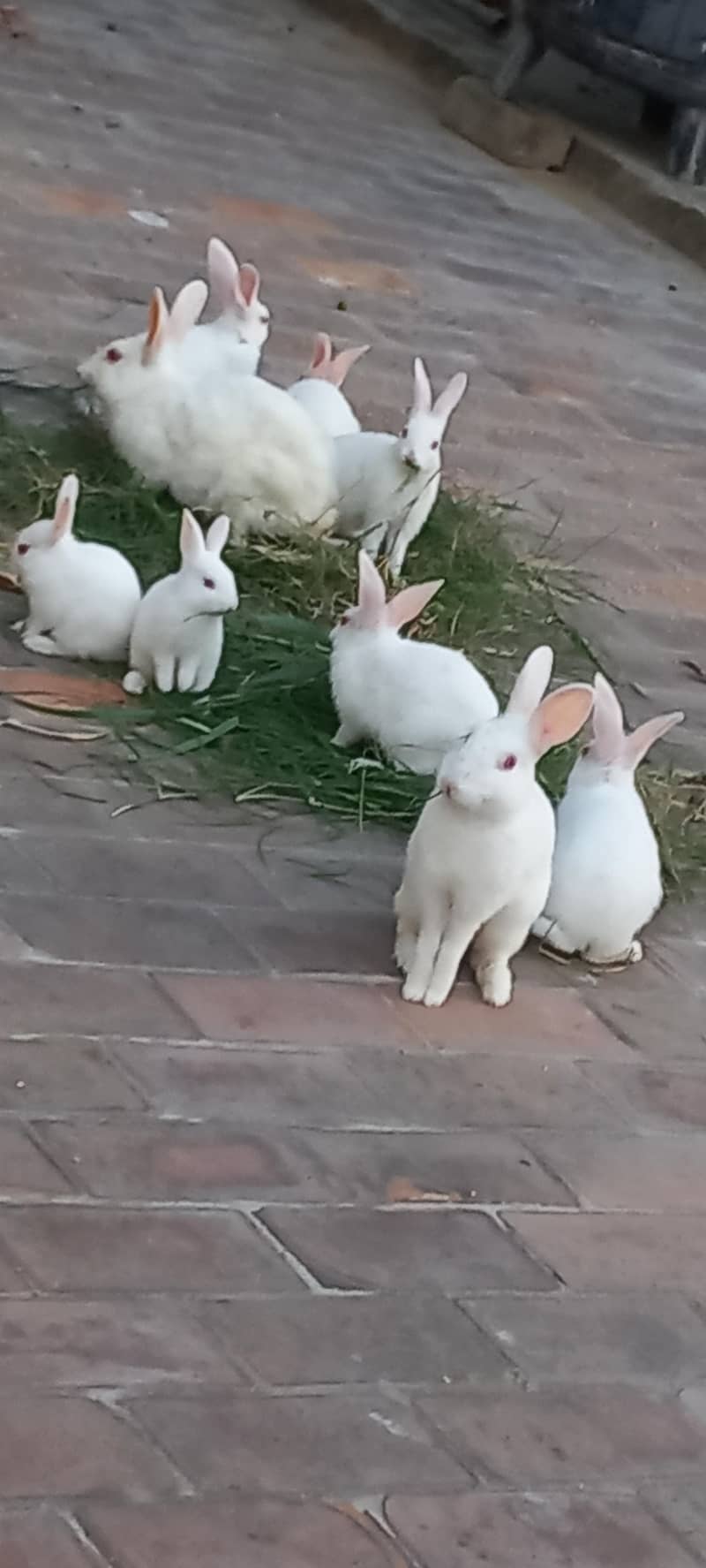 Rabits 4