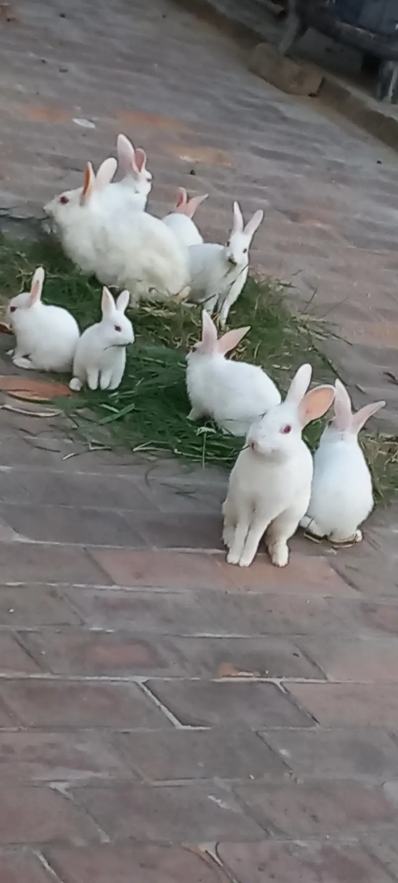 Rabits — photo 5
