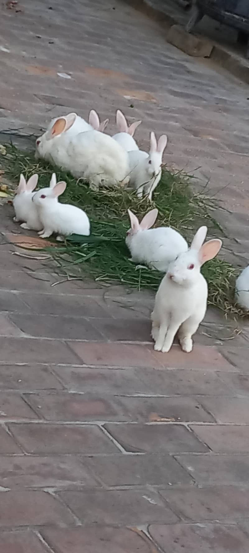 Rabits 5