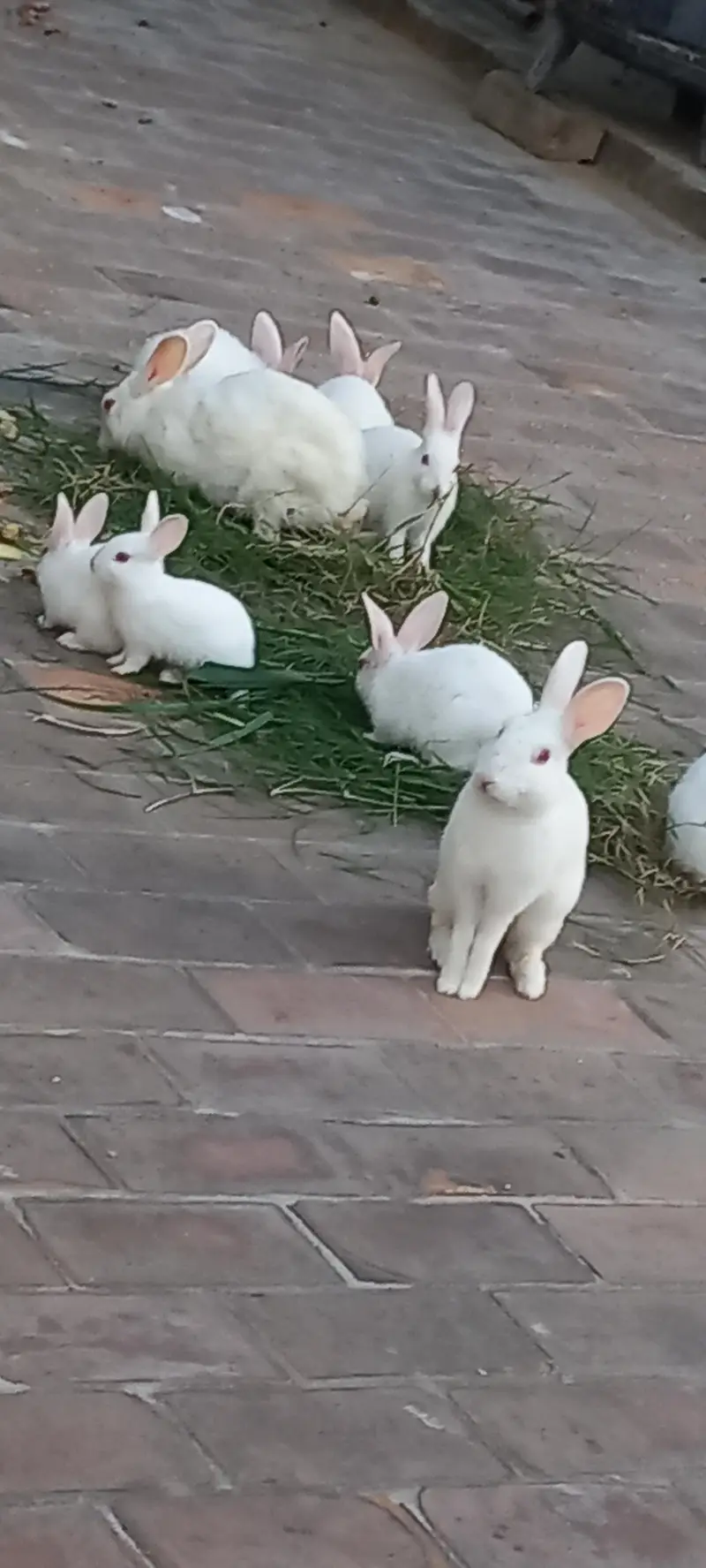 Rabits — photo 6