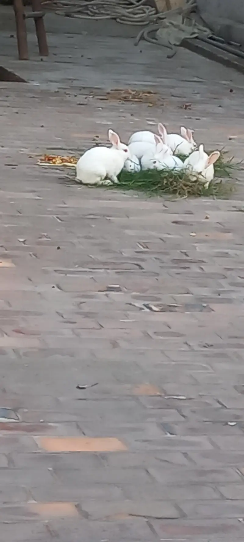 Rabits — photo 7