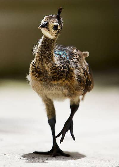 peacock chicks for sale hai