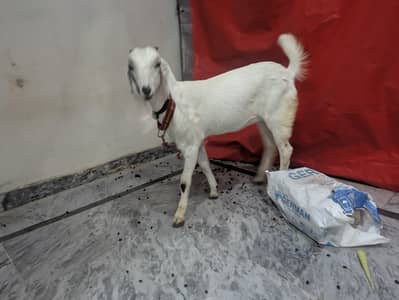 White Goat