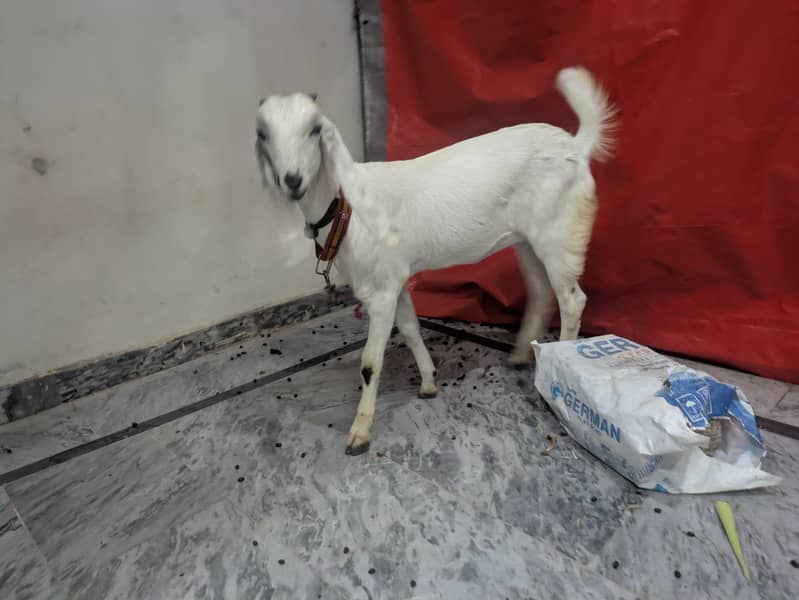 White Goat 0