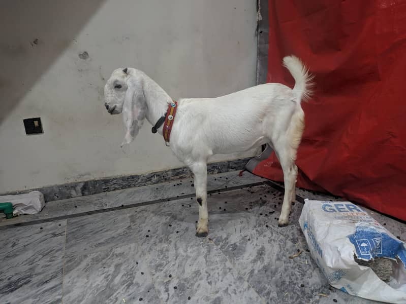 White Goat 1