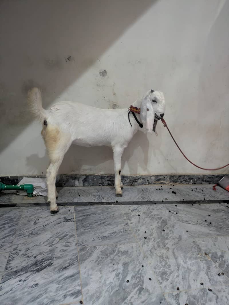 White Goat 2