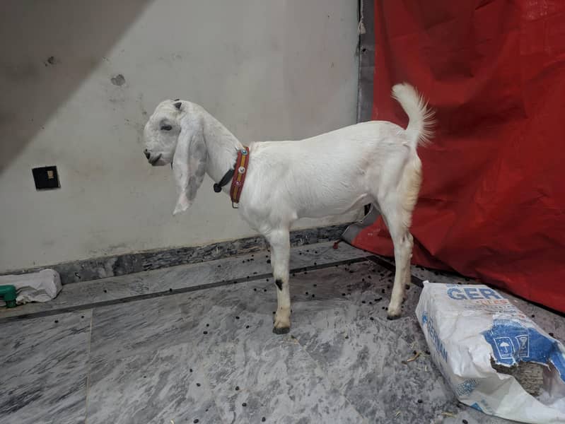 White Goat 3