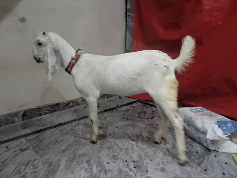 White Goat 4