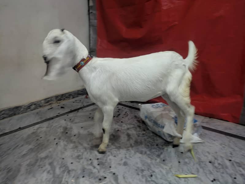 White Goat 5