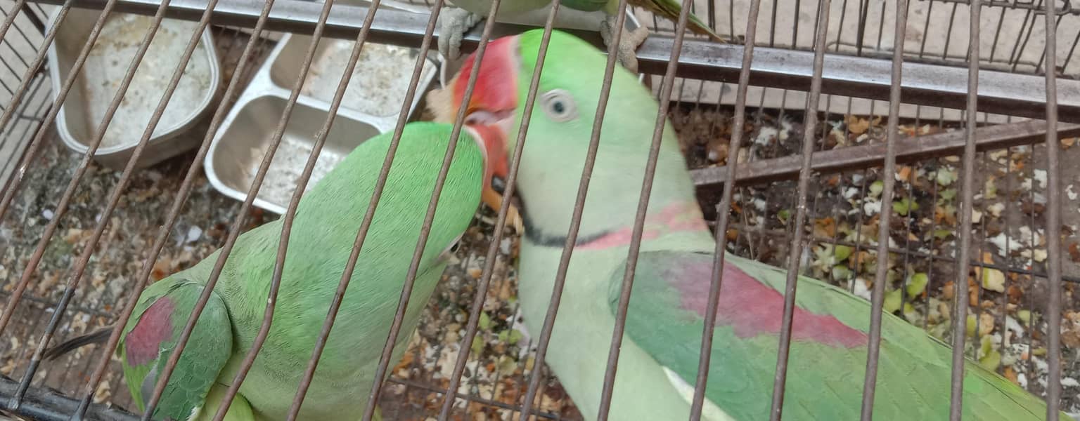 parrot raw 1
