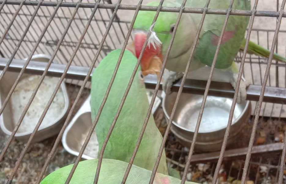 parrot raw 2