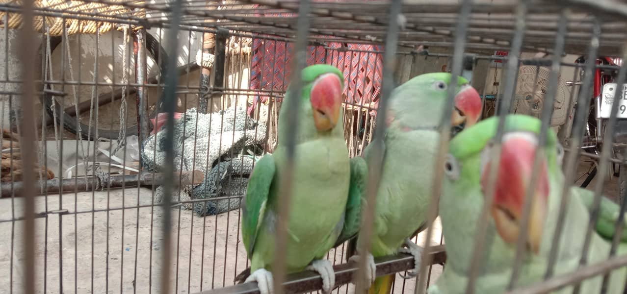 parrot raw 3