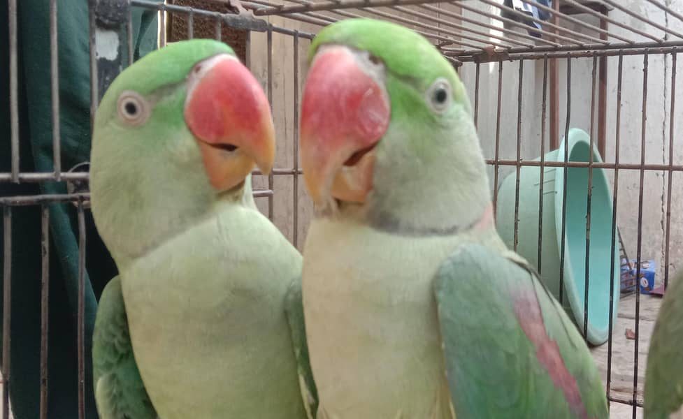 parrot raw 4