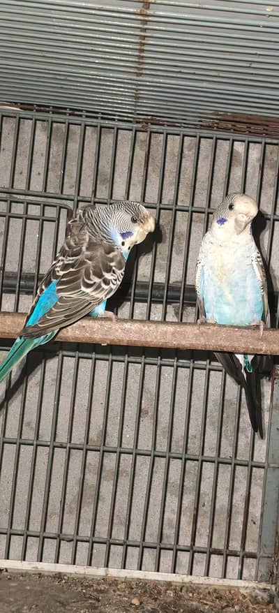 Mix Birds