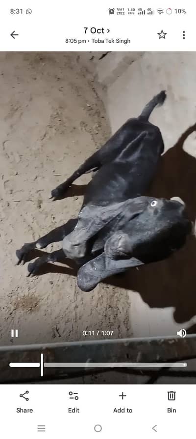 Pure Desi Black Color Long Ear