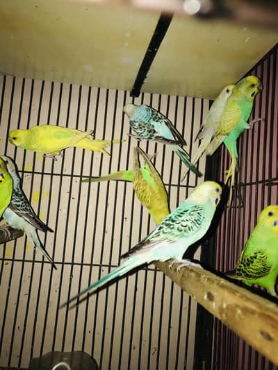Budgies pairs