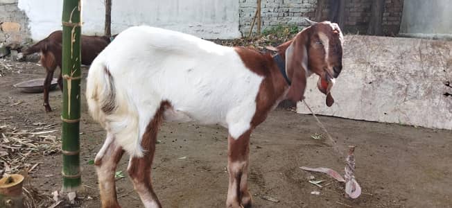 1 male and three females goats for sale