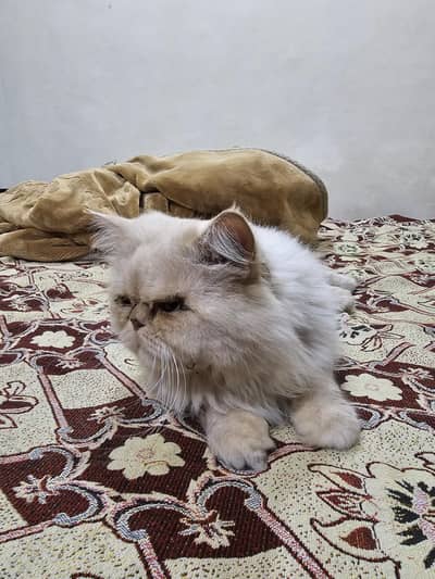 simba piky blood line persian cat male