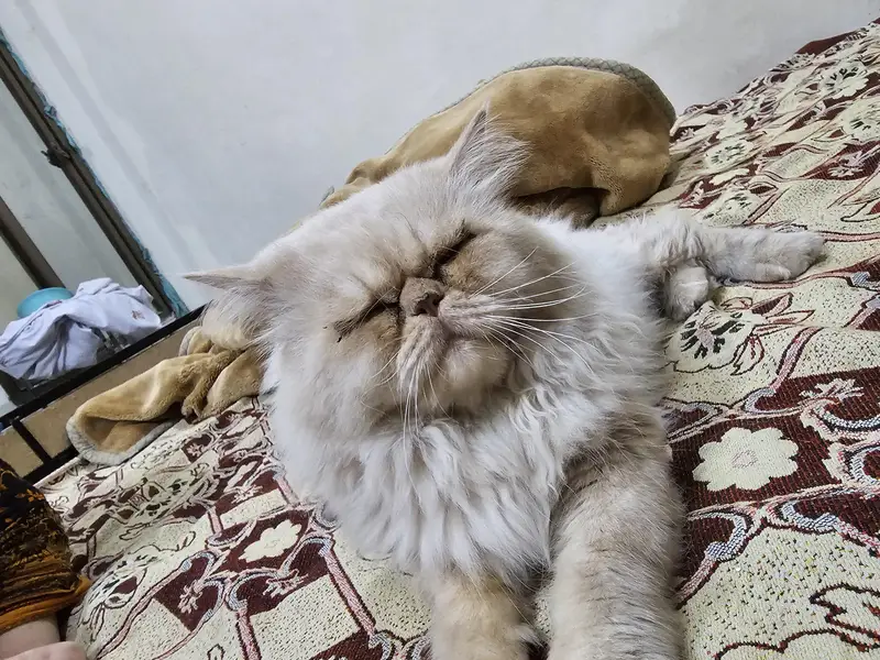 simba piky blood line persian cat male — photo 2