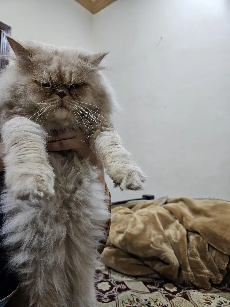 simba piky blood line persian cat male — photo 3